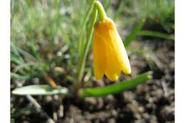 Image of Yellow Bell