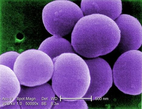 Image of Staphylococcus