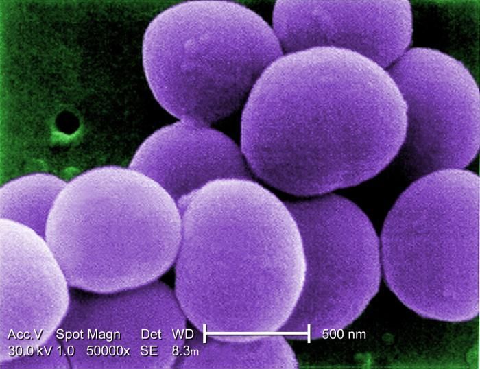 Image of Staphylococcus