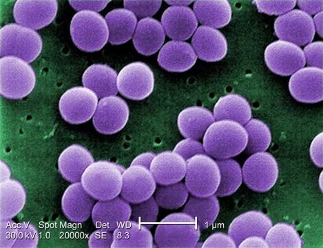 Image de Staphylococcus