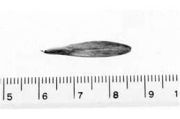 Image of American Ash