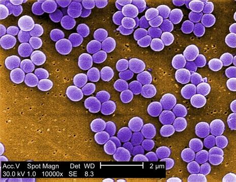 Image of Staphylococcus