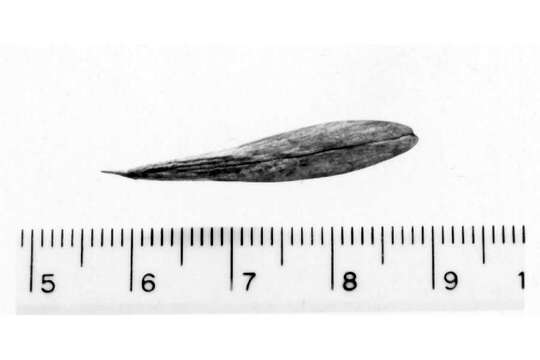 Sivun Fraxinus uhdei (Wenz.) Lingelsh. kuva