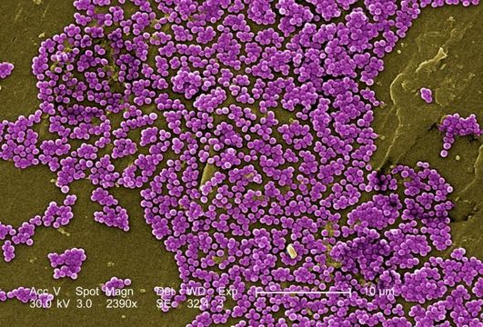 Image of Staphylococcus