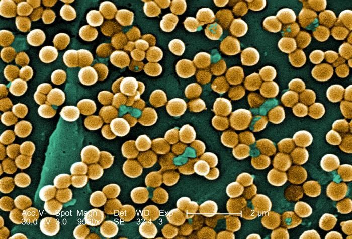 Image of Staphylococcus