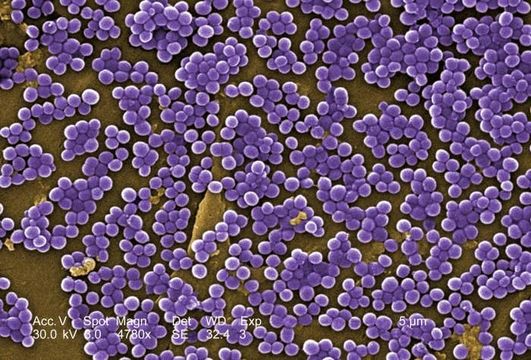 Image de Staphylococcus
