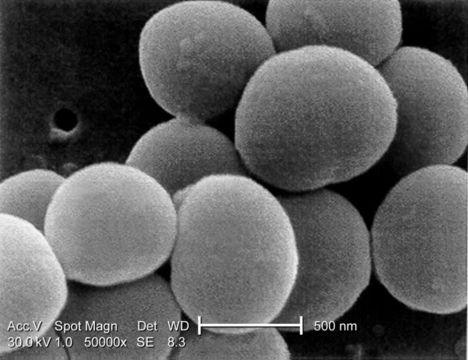 Image of Staphylococcus