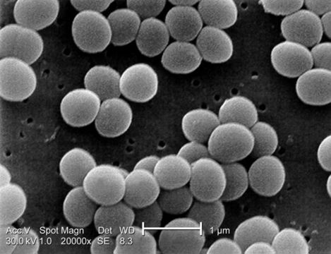 Image of Staphylococcus