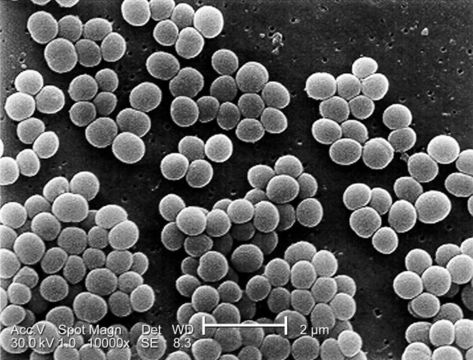 Image of Staphylococcus