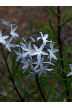 Imagem de Amsonia ciliata Walt.