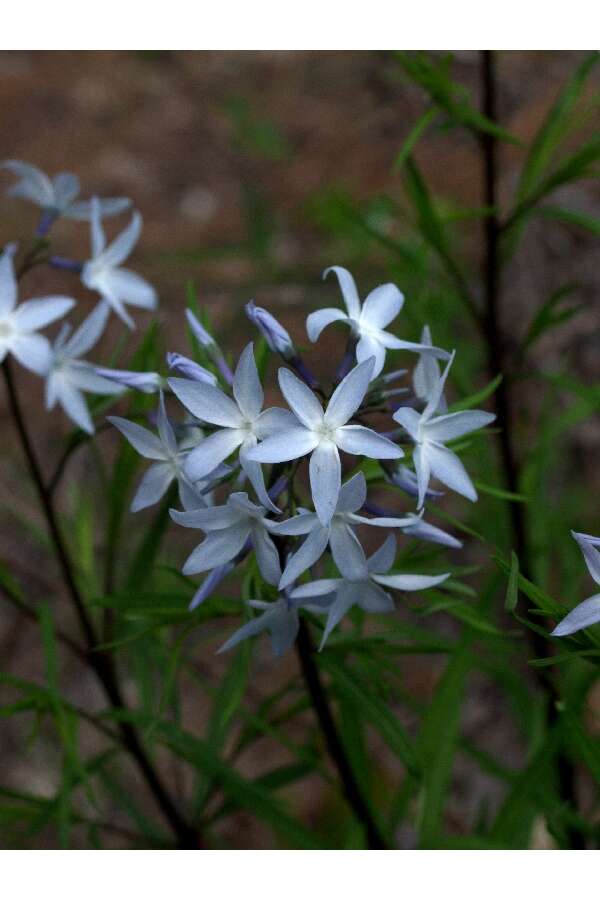 Image of fringed bluestar