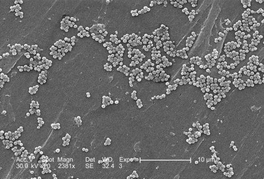 Image of Staphylococcus