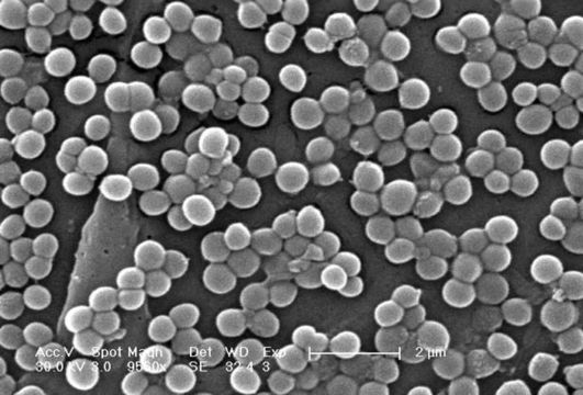 Image of Staphylococcus