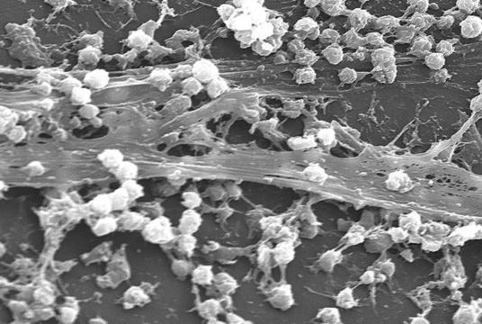 Image of Staphylococcus