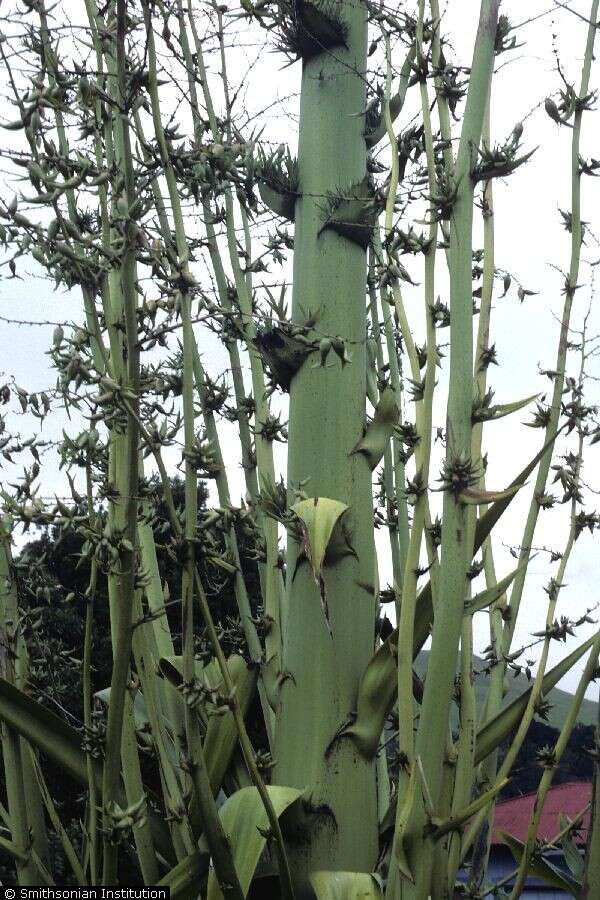 Furcraea tuberosa (Mill.) Aiton的圖片