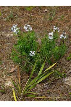 Imagem de Amsonia ciliata Walt.