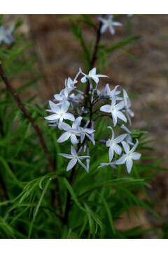 Image of fringed bluestar