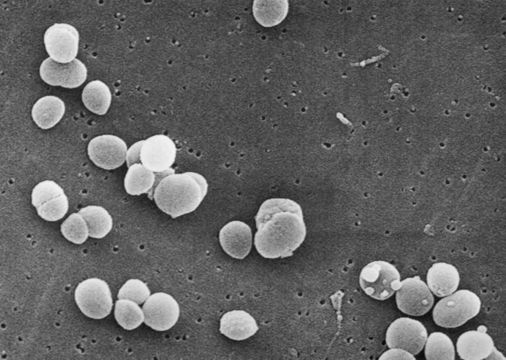 Image of Staphylococcus