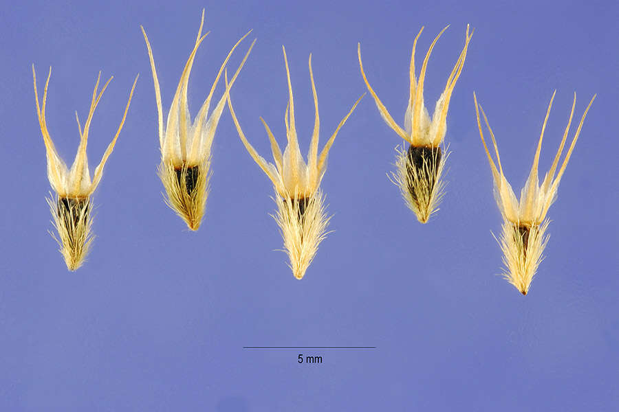 Image of Common perennial gaillardia