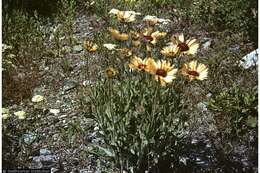 Image of Common perennial gaillardia