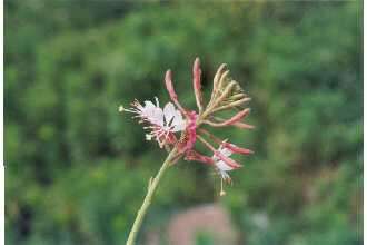 Imagem de Oenothera gaura W. L. Wagner & Hoch