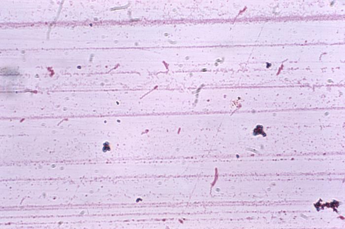 Image of Caulobacterales
