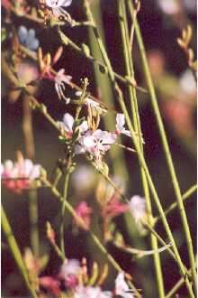 Imagem de Oenothera gaura W. L. Wagner & Hoch