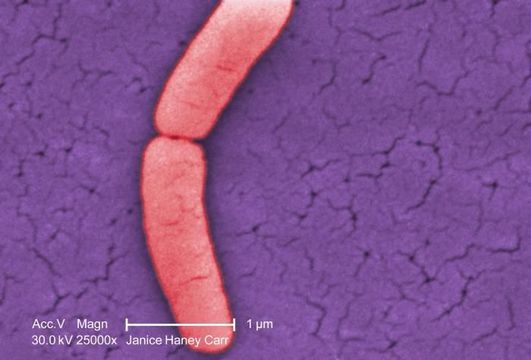 Image of Enterobacteriaceae