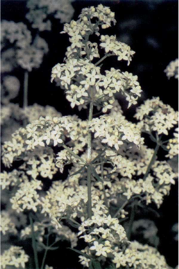 Image of Northern bedstraw