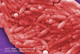 Image of Salmonella