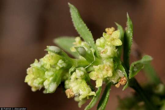 Imagem de Galium fendleri A. Gray