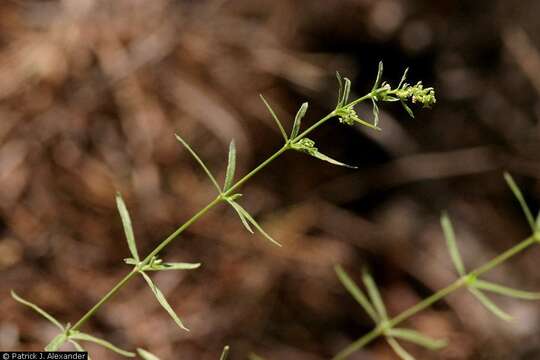 Image of Fendler's bedstraw