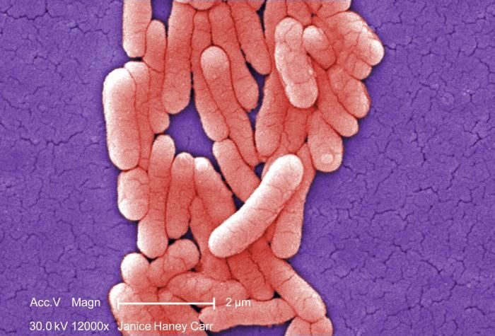 Image of Salmonella