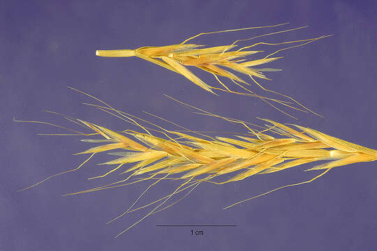 Image of French Oat-grass