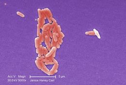 Image of Salmonella