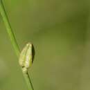 Image de Oenothera hexandra subsp. gracilis (Wooton & Standl.) W. L. Wagner & Hoch