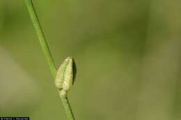 Слика од Oenothera hexandra subsp. gracilis (Wooton & Standl.) W. L. Wagner & Hoch