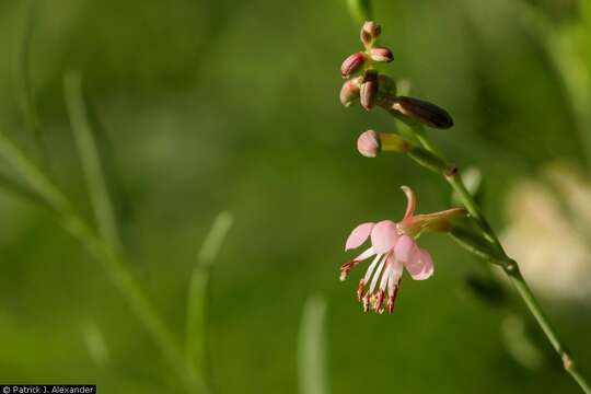 Imagem de Oenothera hexandra subsp. gracilis (Wooton & Standl.) W. L. Wagner & Hoch