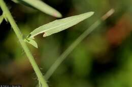 Слика од Oenothera hexandra subsp. gracilis (Wooton & Standl.) W. L. Wagner & Hoch