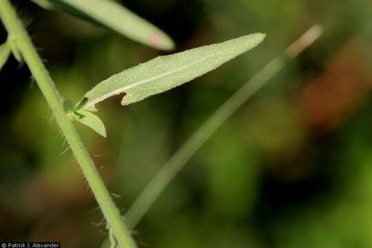 Слика од Oenothera hexandra subsp. gracilis (Wooton & Standl.) W. L. Wagner & Hoch