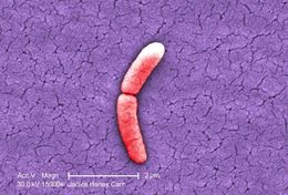 Image of Salmonella