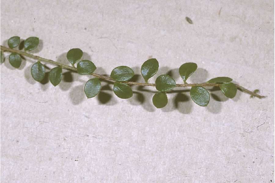 Gaultheria hispidula (L.) Muhl. ex Bigelow的圖片