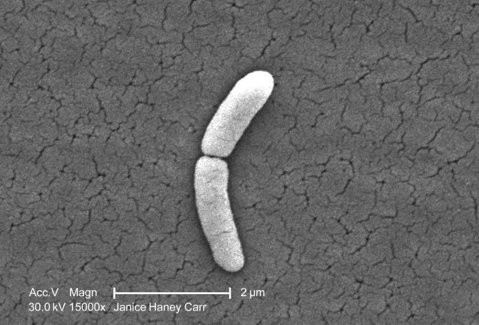 Image of Salmonella