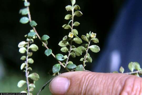 Image of creeping snowberry