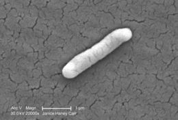 Image of Salmonella