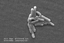 Image of Salmonella