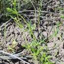 Galium mexicanum subsp. asperulum (A. Gray) Dempster resmi