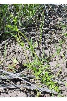 Image of Mexican bedstraw