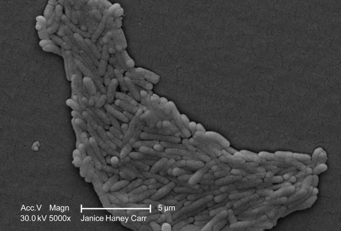 Image of Salmonella