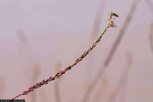 Imagem de Oenothera curtiflora W. L. Wagner & Hoch